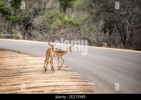 Due impala femminili, aepyceros melampus, che attraversano una strada nel Parco Nazionale Kruger, Sudafrica Foto Stock