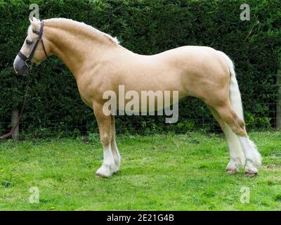 Uno stallone gallese della sezione C si alzò per mostrarsi la sua conformazione Foto Stock