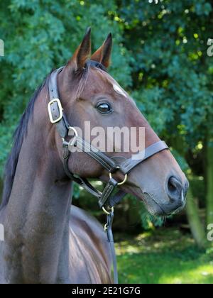 Un colpo di testa di un cavallo di purosangue in un collare di testa Foto Stock