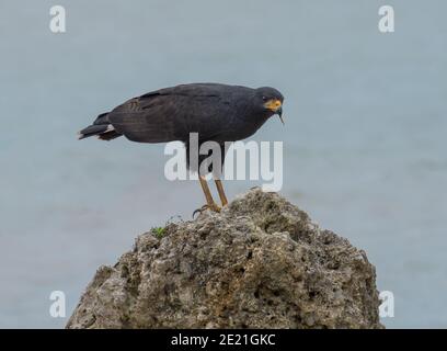 Grande falco nero, Buteogallus urubitinga, Bocas del Toro, Panama Foto Stock