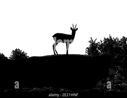 Silhouette fotografia di un giovane Cervo Rosso, Dumfries & Galloway, (Scozia sud-occidentale). Foto Stock