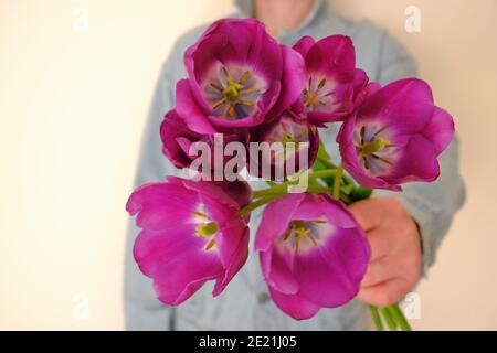 Un bouquet di tulipani lilla nelle mani degli uomini. Un uomo dà fiori. Foto Stock