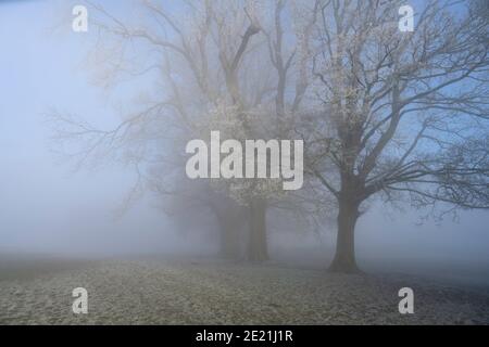 Sycamore e alberi di cenere nella nebbia, coperto di gelo, Cotswolds del Nord, Inghilterra. Foto Stock
