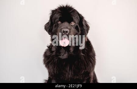 Cane terranova maturo su sfondo bianco parete Foto Stock