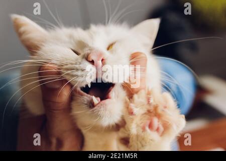 un uomo dentro apre la sua bocca ad un gatto rosso, controlla i suoi denti, concetto di veterinario Foto Stock