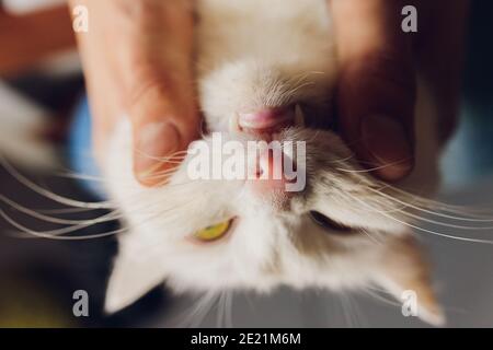 un uomo dentro apre la sua bocca ad un gatto rosso, controlla i suoi denti, concetto di veterinario Foto Stock