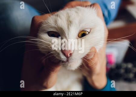 un uomo dentro apre la sua bocca ad un gatto rosso, controlla i suoi denti, concetto di veterinario Foto Stock