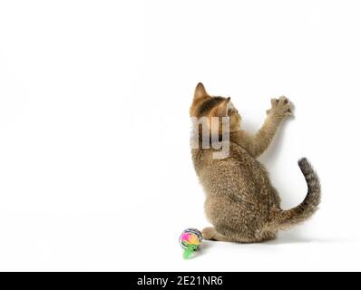 Gattino con zampe d'oro, chinchilla inglese diritta seduta su uno sfondo bianco, zampa anteriore sollevata, spazio copia Foto Stock