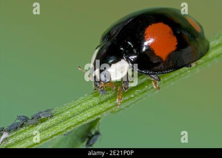 Il ladybird asiatico mangia afide Foto Stock