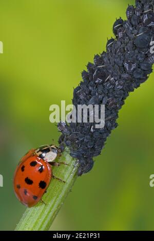 Il ladybird asiatico mangia gli afidi, Asiatischer Marienkäfer frisst Blattlaus, Harlekin Marienkäfer frisst Pflanzenlaus, Harmonia axyridis frisst Schädling Foto Stock