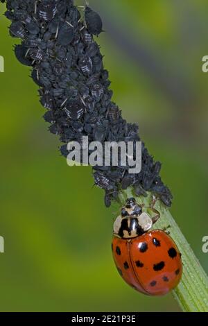Il ladybird asiatico mangia gli afidi, Asiatischer Marienkäfer frisst Blattlaus, Harlekin Marienkäfer frisst Pflanzenlaus, Harmonia axyridis frisst Schädling Foto Stock