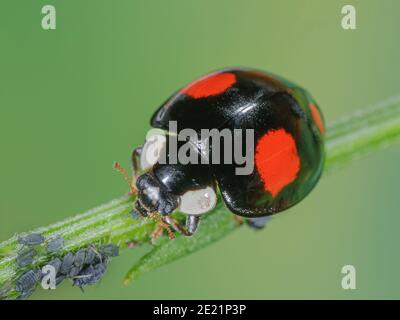 Il ladybird asiatico mangia gli afidi, Asiatischer Marienkäfer frisst Blattlaus, Harlekin Marienkäfer frisst Pflanzenlaus, Harmonia axyridis frisst Schädling Foto Stock