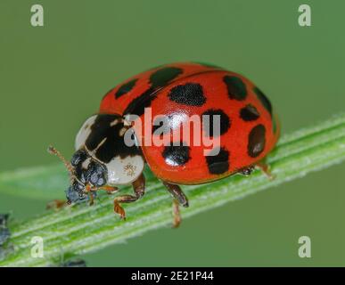 Il ladybird asiatico mangia gli afidi, Asiatischer Marienkäfer frisst Blattlaus, Harlekin Marienkäfer frisst Pflanzenlaus, Harmonia axyridis frisst Schädling Foto Stock