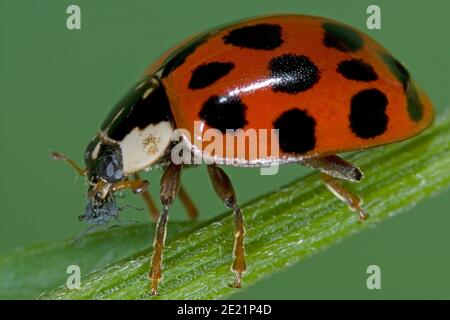Il ladybird asiatico mangia gli afidi, Asiatischer Marienkäfer frisst Blattlaus, Harlekin Marienkäfer frisst Pflanzenlaus, Harmonia axyridis frisst Schädling Foto Stock