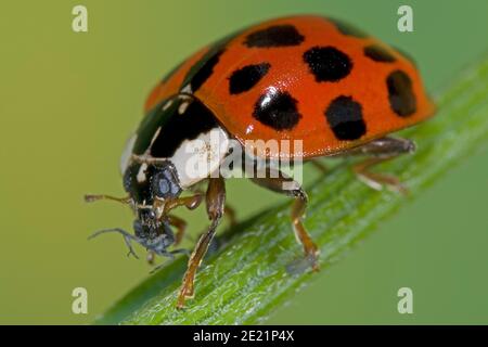 Il ladybird asiatico mangia gli afidi, Asiatischer Marienkäfer frisst Blattlaus, Harlekin Marienkäfer frisst Pflanzenlaus, Harmonia axyridis frisst Schädling Foto Stock