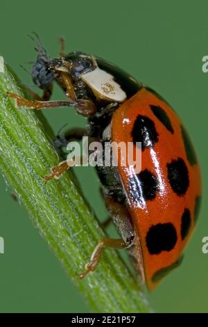 Il ladybird asiatico mangia gli afidi, Asiatischer Marienkäfer frisst Blattlaus, Harlekin Marienkäfer frisst Pflanzenlaus, Harmonia axyridis frisst Schädling Foto Stock