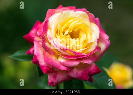 Primo piano del giardino rosa Pullman Orient Express Foto Stock