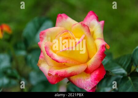 Primo piano del giardino rosa Pullman Orient Express Foto Stock