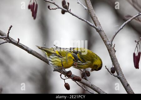 La sipelle eurasiatica (Spinus spinus) è un piccolo uccello della famiglia delle Finche Fringillidae. Foto Stock