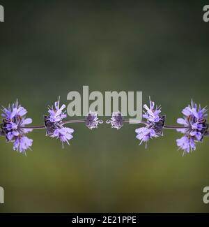 Salvia officinalis (Sage comune) un arbusto perenne sempreverde con steli legnosi, foglie grigiastre e fiori viola viola su sfondo naturale. Foto Stock