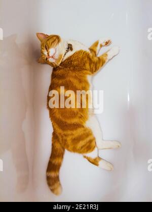 Gatto zenzero maschile rilassante in una vasca da bagno vuota Foto Stock