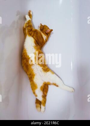 Gatto zenzero maschile rilassante in una vasca da bagno vuota Foto Stock
