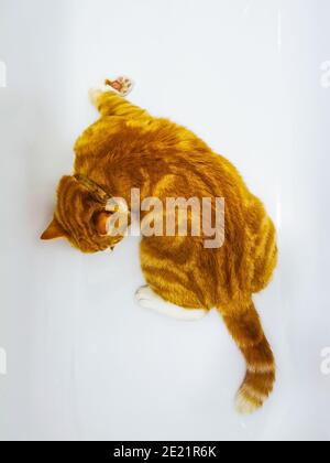 Gatto zenzero maschile rilassante in una vasca da bagno vuota Foto Stock