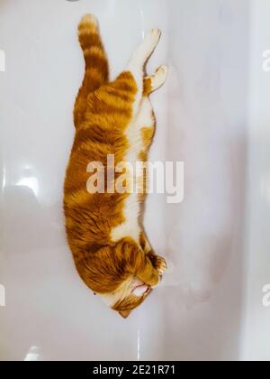 Gatto zenzero maschile rilassante in una vasca da bagno vuota Foto Stock