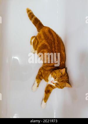Gatto zenzero maschile rilassante in una vasca da bagno vuota Foto Stock