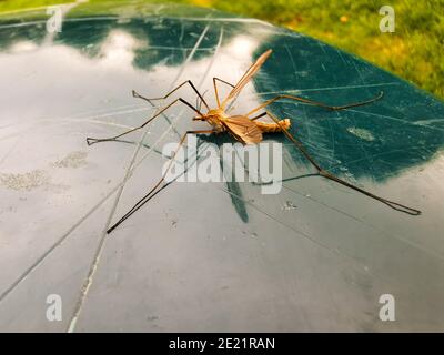 enorme zanzara raffigurata su un bidone verde. Foto Stock