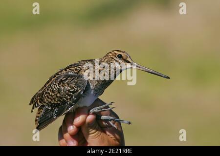 Snipe con coda di pin (Gallinago stenura) tenuto da ornitologo e suoneria per il ringing di uccelli scientifici, Mongolia Foto Stock