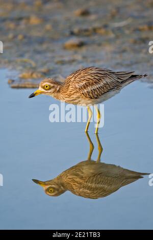 Eurasian Stone-curlew (Burhinus oedicnemus) adulto in piedi in stagno con riflesso d'acqua, Mallorca, Spagna Foto Stock