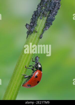 Ladybird mangia gli afidi, Marienkäfer frisst Blattlaus, Siebenpunkt Marienkäfer tötet Blattlaus, Käfer frisst Schädling Foto Stock