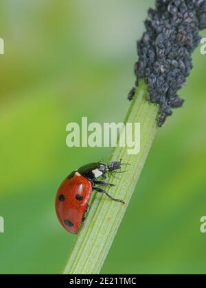 Ladybird mangia gli afidi, Marienkäfer frisst Blattlaus, Siebenpunkt Marienkäfer tötet Blattlaus, Käfer frisst Schädling Foto Stock