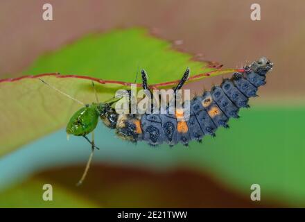 Sette larva macchiato di ladybird mangia afide Foto Stock