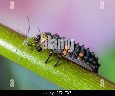 Ladybug larva mangia gli afidi, controllo biologico dei parassiti con insetti Foto Stock