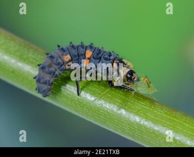 Controllo biologico dei parassiti con insetti, la larva di Ladybird mangia gli afidi Foto Stock