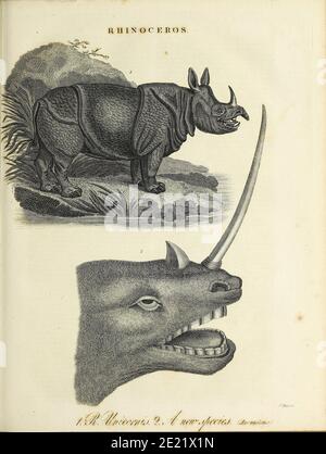 Rinoceros (una nuova specie [immaginaria]) incisione a copperplate dall'Enciclopedia Londinensis OR, dizionario universale di arti, scienze e letteratura; Volume XXII; a cura di Wilkes, John. Pubblicato a Londra nel 1827 Foto Stock