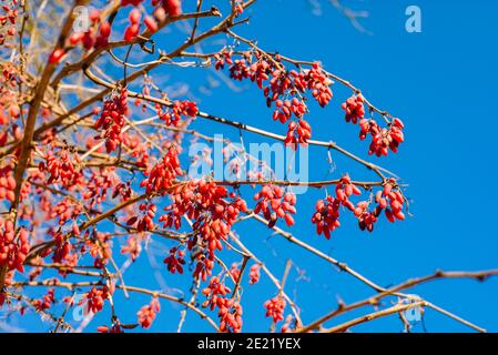 Arbusto di barberry con bacche mature Foto Stock