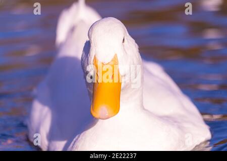 Heavy American Aylesbury Pekin Peking anatra anatra basso livello occhio vista del livello estrema da vicino sul lago Foto Stock