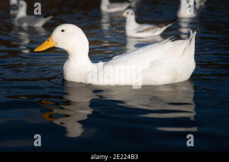 Heavy American Aylesbury Pekin Peking anatra anatra basso livello occhio vista del livello estrema da vicino sul lago Foto Stock