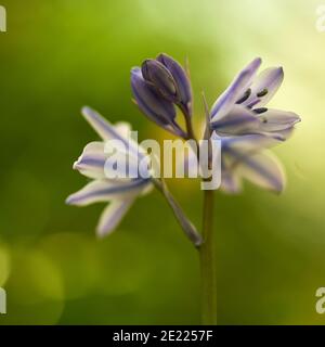 Bluebells in un bosco Somerset in Inghilterra, Foto Stock