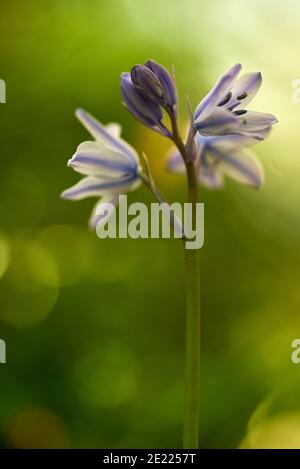 Bluebells in un bosco Somerset in Inghilterra, Foto Stock