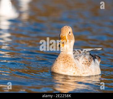 Maschio femmina Manky Mallard Duck Ducks basso livello livello occhio vista estrema da vicino sul lago Foto Stock