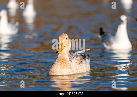 Maschio femmina Manky Mallard Duck Ducks basso livello livello occhio vista estrema da vicino sul lago Foto Stock