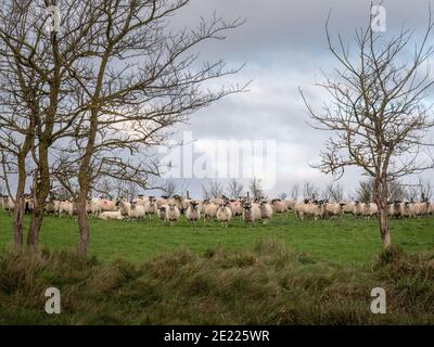 Gregge di curioso fotografo di osservazione delle pecore, in linea, incorniciato da alberi. Foto Stock