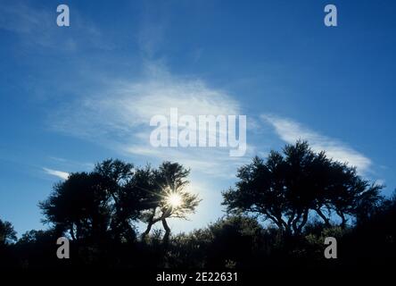 Mogano di montagna con sunburst, Steens Mountain Wilderness, Steens Mountain Recreation Area, Oregon Foto Stock