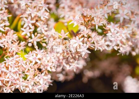 Fiore di Jade Plant (Crassula ovata) e ape Foto Stock