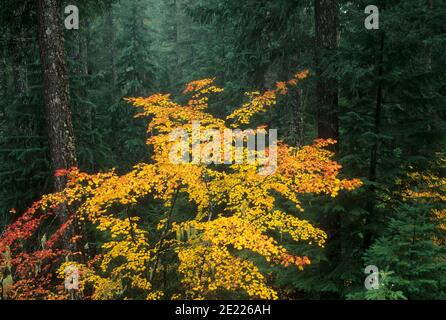 Autunno bigleaf maple (Acer macrophyllum) e vite (acero Acer circinatum) su Breitenbush Gorge National Recreation Trail, Willamette National Forest, Foto Stock