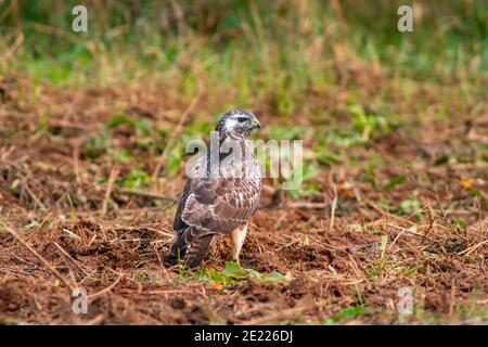 una poiana si siede nella sua stretta e cerca preda Foto Stock